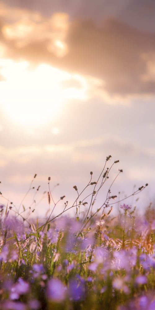 flowers, plants, sunset-5541118.jpg
